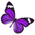 Schmetterling 10